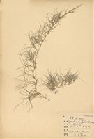 藏品(狗牙根)的圖片